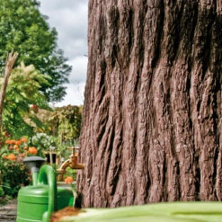 Evergreen 475 Litre Tree Stump Water Butt -Boo Greenhouses Shop PTEVE7