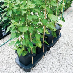 Quadgrow Planter -Boo Greenhouses Shop QGP13