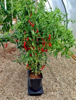 Triplegrow Planter Chillegrow -Boo Greenhouses Shop gstgp12