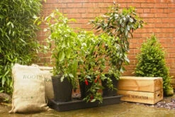 Triplegrow Planter Chillegrow -Boo Greenhouses Shop gstgp13