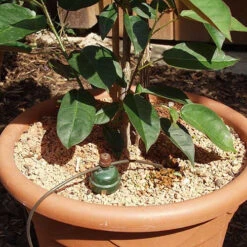 Tropf Blumat Tank Kit -Boo Greenhouses Shop image 139460