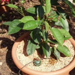 Tropf Blumat Tank Kit -Boo Greenhouses Shop image 139462