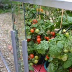 Access Double Tomato House -Boo Greenhouses Shop image 64340