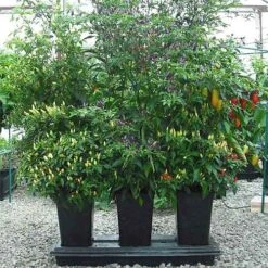 Triplegrow Planter Chillegrow -Boo Greenhouses Shop image 83432