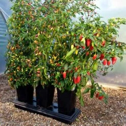 Triplegrow Planter Chillegrow -Boo Greenhouses Shop image 83434