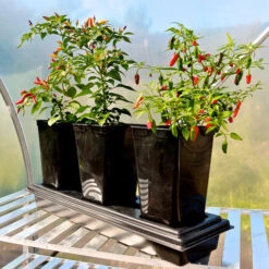 Triplegrow Planter Chillegrow -Boo Greenhouses Shop image 83435