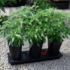 Triplegrow Planter Chillegrow -Boo Greenhouses Shop image 83440