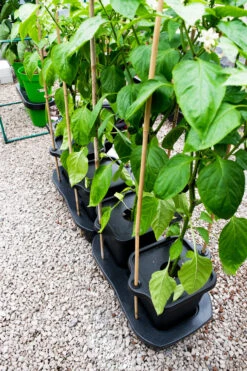 Quadgrow Planter -Boo Greenhouses Shop qgp11