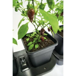 Quadgrow Planter -Boo Greenhouses Shop qgp3 4