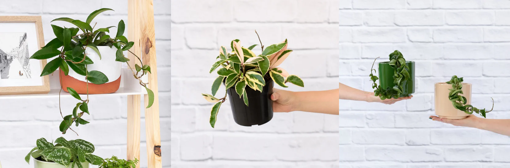 Boo Greenhouses Shop 10 Boo Greenhouses Shop -Boo Greenhouses Shop CURRENT Product Pages Plant Care 12 39c28016 f96e 44b2 a6f7 b8c99e58b6ba